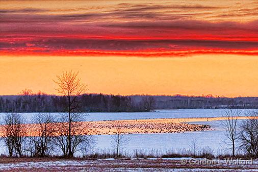 Geese On The Canal At Sunrise_28713.jpg - Canada Geese (Branta canadensis) photographed along the Rideau Canal Waterway near Kilmarnock, Ontario, Canada.